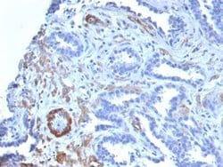 Myosin heavy chain 11 Antibody (MYH11/2303R) - Azide and BSA Free, Novus Biologicals 100 &mu;g | Buy Online | Novus Biologicals | Fisher Scientific